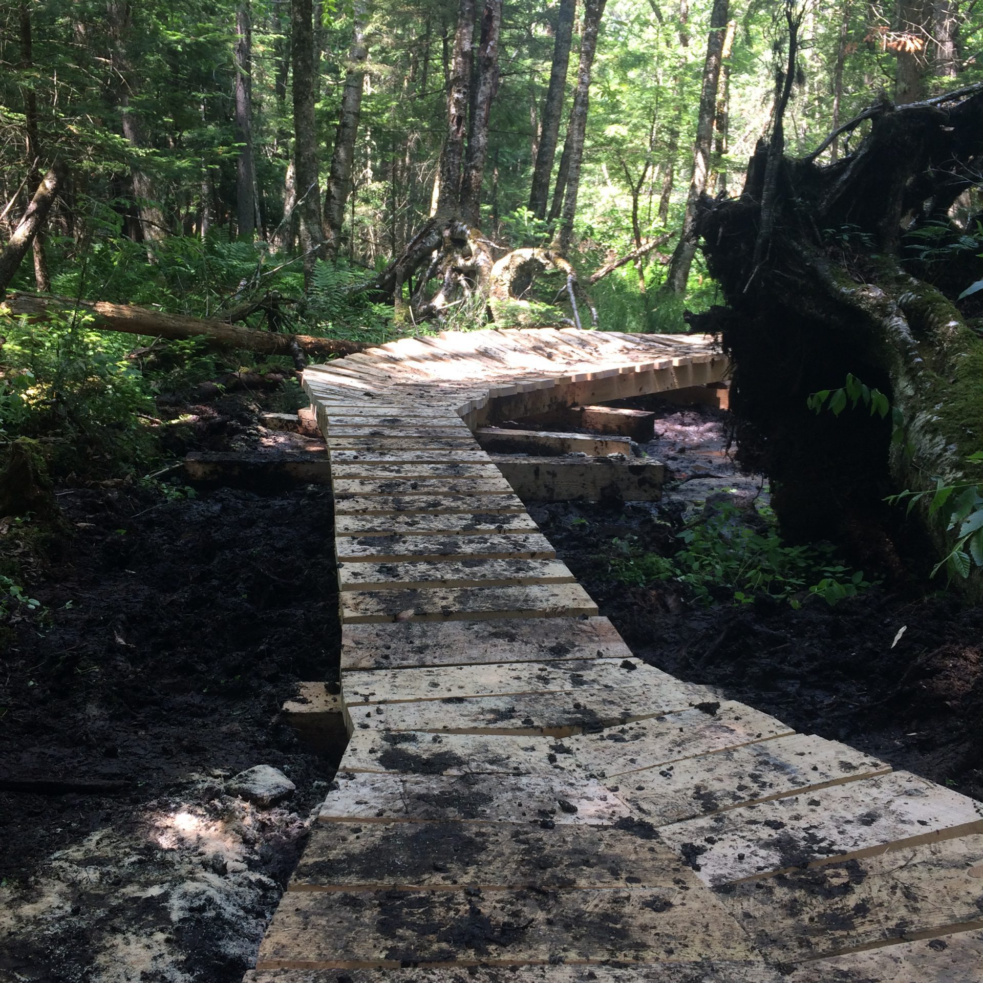 Wooden bridge over swamp